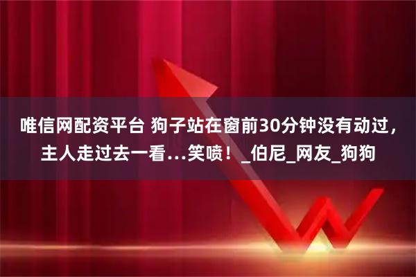 唯信网配资平台 狗子站在窗前30分钟没有动过，主人走过去一看…笑喷！_伯尼_网友_狗狗